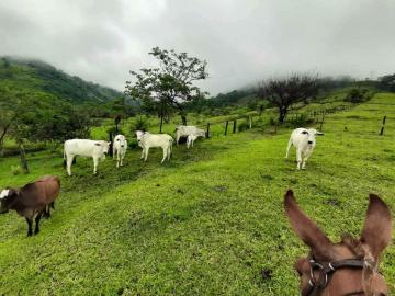 imagem 2 - Sítio no Vale do Aracatu com 4,3 alqueires imagem 2 - Sítio no Vale do Aracatu com 4,3 alqueires