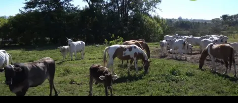 imagem 4 - Fazenda com ótima localização imagem 4 - Fazenda com ótima localização