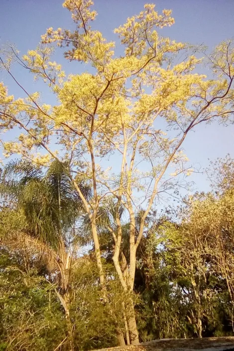 imagem 2 - CHACARA PROXIMO A CIDADE BOFETE! imagem 2 - CHACARA PROXIMO A CIDADE BOFETE!