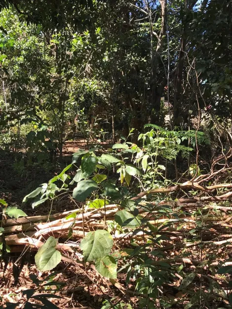 imagem 1 - TERRENO BEM LOCALIZADO PRÓXIMO AS PRINCIPAIS AVENIDAS DO JARDIM YPÊ E ITAMARATY imagem 1 - TERRENO BEM LOCALIZADO PRÓXIMO AS PRINCIPAIS AVENIDAS DO JARDIM YPÊ E ITAMARATY